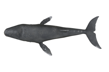 Kambur balina yukarıdan görüldü. 3B resimleme izole edildi.