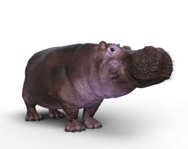 Şeffaf bir arkaplanda izole edilmiş bir Hippopotamus 'un 3B çizimi.