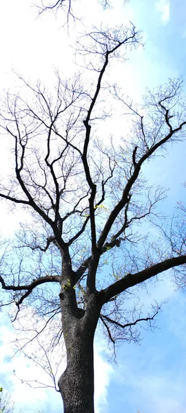 Изолированное Дерево Листьев Синем Фоне Вертикального Изображения — стоковое фото