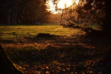 Kanepe de soleil, doğa