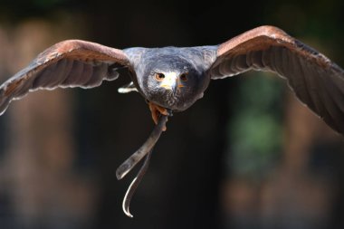 Rapace pris on photo au Domaine des fauves