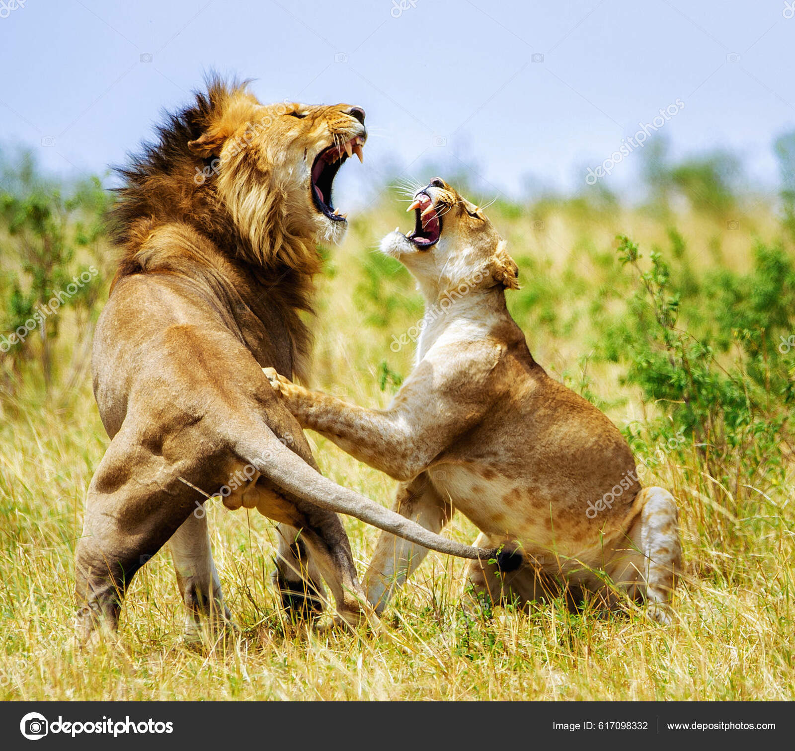 Leones peleando fotos de stock, imágenes de Leones peleando sin royalties |  Depositphotos