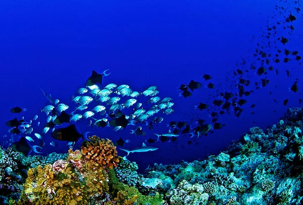 Creative  Underwater Pictures around the world