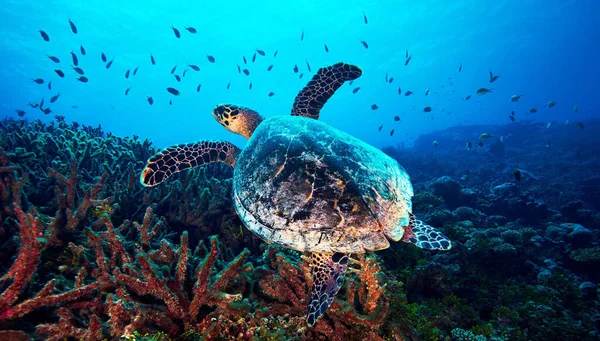 Beautiful Underwater Pictures around the world