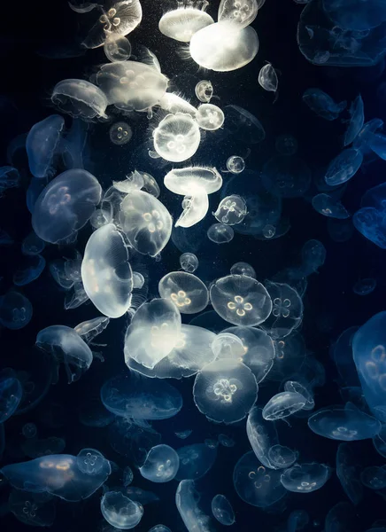 Beautiful Underwater Pictures around the world
