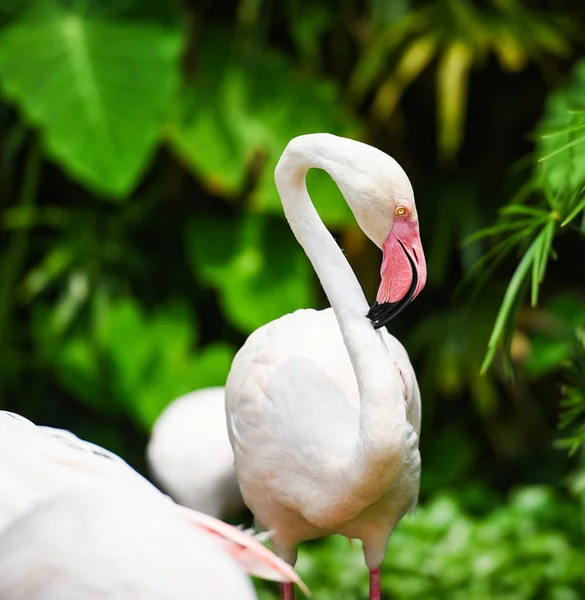 Flamingo bird beautiful at lake river nature tropical animals -