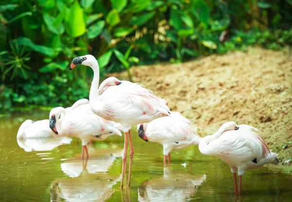 Flamingo bird at lake river nature tropical animals - Greater fl