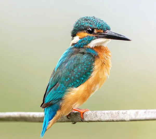 beautiful blue-green bird with a beak