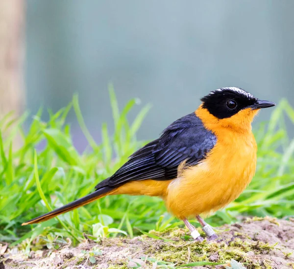 Snowy crowned robin chat