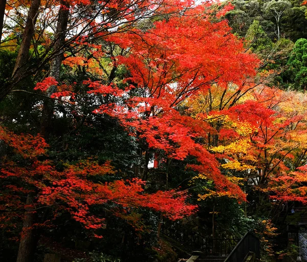 Beautiful Eikando autumn pictures