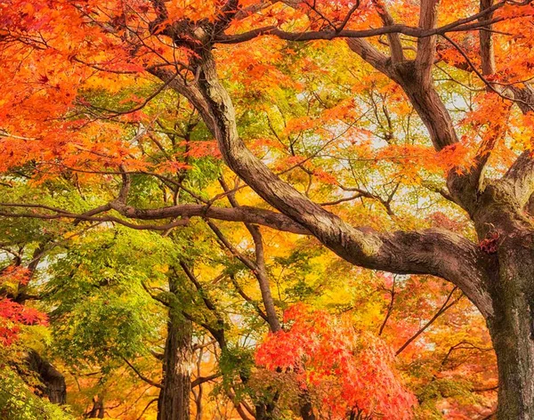 Beautiful Tofukuji autumn pictures