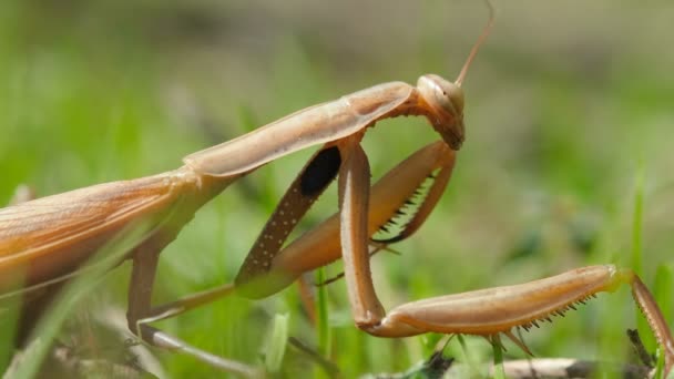 Brown Priant Mantis Macro Vue Tout Vivant Sur Écosystème Prairie — Video