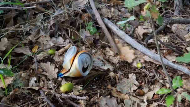 Begagnade Drycker Kan Kasseras Skogsmark Ekosystem Föroreningar Naturen Miljö — Stockvideo