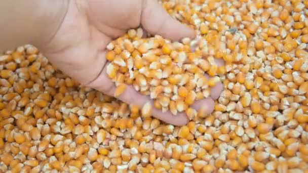 Mano Contadino Toccando Mais Raccolto Semi Mais Cereali Cibo Crudo — Video Stock