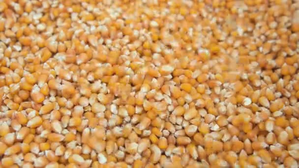 Вид Сповільнення Падіння Зерна Кукурудзи Сільськогосподарська Сира Їжа Криза Ціни — стокове відео