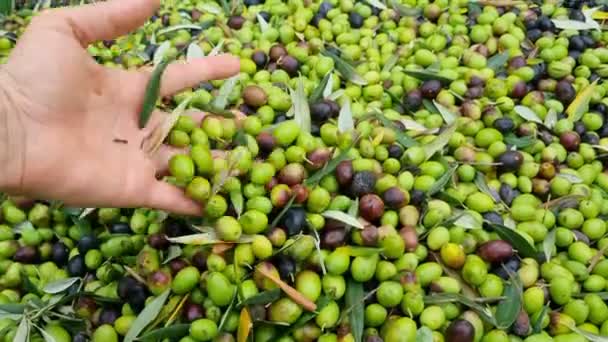 Bauer Hand Ansicht Während Griff Geerntete Biologische Oliven Extra Natives — Stockvideo