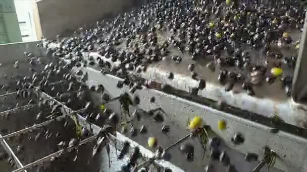 Процес Машин Промивання Оливкової Олії Рух Прокатки Олив Італійська Індустрія — стокове відео