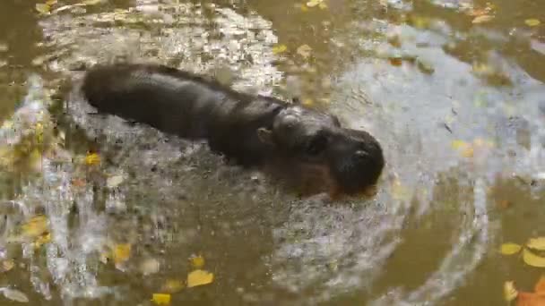 Hipopótamo Pigmeu Bonito Nadando Ecossistema Lagoa Água Selvagem Grandes Animais — Vídeo de Stock