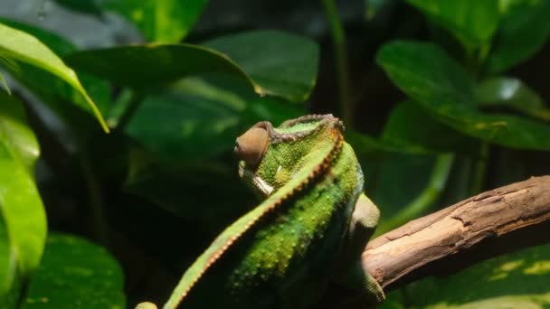 Panter Bukalemun Gözü Nün Makro Görüntüsü Vahşi Orman Ekosisteminde Vahşi — Stok video