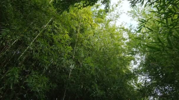 Selvaggio Bambù Foresta Vegetale Ecosistema Vista Sempreverde Natura Vegetazione Uhd — Video Stock