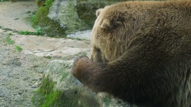 Симпатичный Бурый Медведь Пока Засыпает Свободное Время Дикая Хищная Природа — стоковое видео