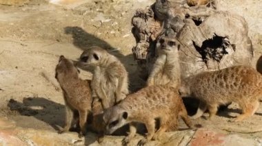 Doğal kayalık ekosistemde yaşayan bir grup Afrika mirketi, vahşi yaşam hayvanları 4k. 