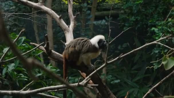 生活在森林生态系统的树枝上的侏儒猴 动物野生动物科学4K — 图库视频影像