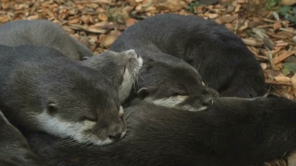 Leuke Otter Familie Slapen Samen Wild Ecosysteem Natuurlijke Dieren Het — Stockvideo