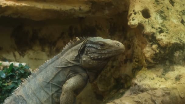 野生の青イグアナの顔と皮膚の詳細なビューは 爬虫類の動物の野生自然 — ストック動画