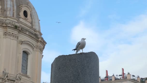 生活在罗马市中心古老历史遗迹建筑上的野生海鸥动物 意大利城市长角羚 — 图库视频影像