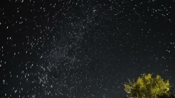 Star Trail Motion Tree Silhouette Night Starry Sky Background Deep — Vídeos de Stock