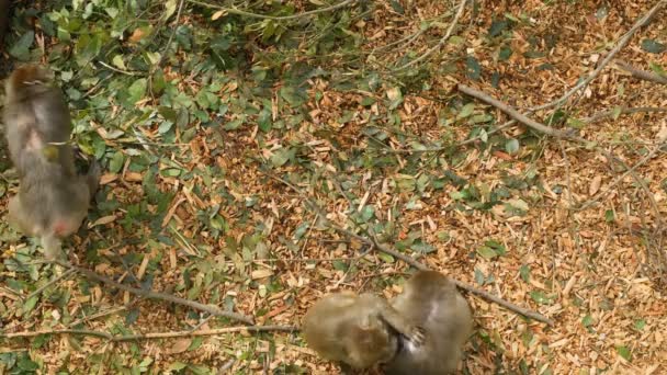 Japán Majom Majmok Élnek Természetes Erdei Ökoszisztéma Vadon Élő Állatfajok — Stock videók