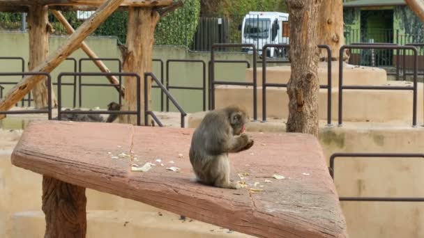 Japanische Menschenaffen Beim Verzehr Von Früchten Einem Zoopark Säugetierarten — Stockvideo