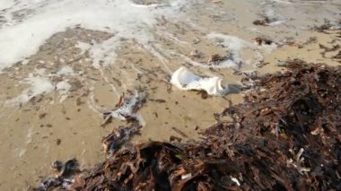 Doğal plaj ekosisteminde deniz dalgaları üzerinde yüzen plastik şişe, çevre kirliliği, yavaş çekim. 4k