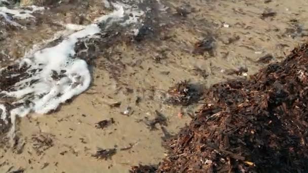 Unusual Seaweed Pollution Sea Shore Ecosystem Global Warming Effect Marine — Wideo stockowe