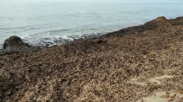 Unusual Seaweed Pollution Sea Shore Ecosystem Global Warming Effect Marine — Stock Video