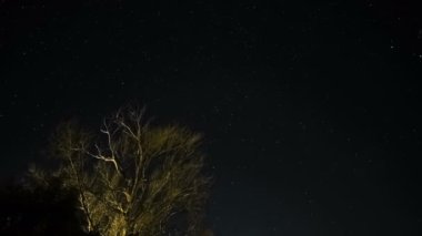 Motion Timelapse of night starry sky over winter tree silhouette,deep universe space field,4k.