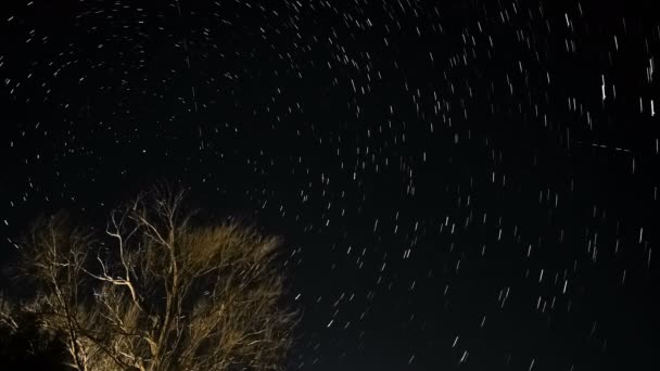 Star Trail Motion Tree Silhouette Night Starry Sky Background Deep — Vídeo de Stock
