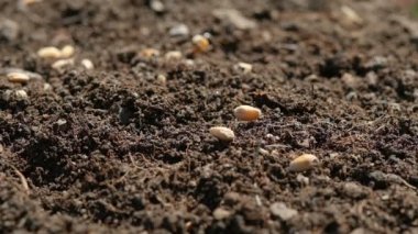 Buğday tohumları filizlenirken çiftçiler tarımda filizleniyor.. 