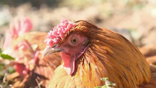 Farm Hens Eyelid Slow Motion Intensive Farmin Chicken Industry Avian — Vídeo de Stock
