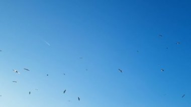 Martı kuşları uçağın üzerinde uçuyor mavi gökyüzünde kimyasal çizgiler, vahşi yaşam hayvanları ve ulaşım. 4k