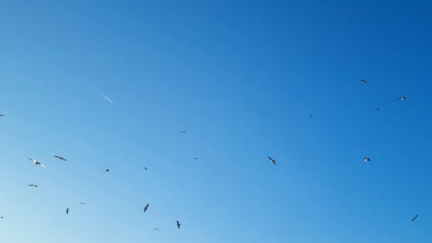 Ptaki Mew Stado Latające Nad Płaszczyzną Pasy Chemiczne Głębokim Błękitnym — Wideo stockowe