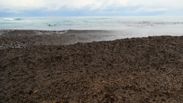 Unusual Seaweed Pollution Sea Shore Ecosystem Global Warming Effect Marine — Vídeo de Stock