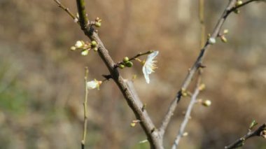Gelişmekte olan şeftali ağacı filizi tomurcuklanması gelecek bahar mevsimi için, doğa bilimi, 4k. 