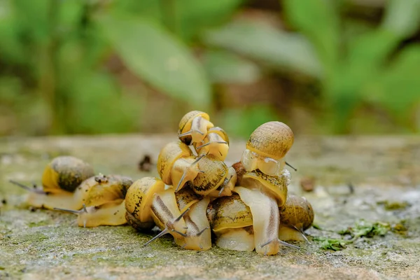 Wild Life Snail Crawling Rocky Habitat Ecosystem Macro Animal Spring — Stock Photo, Image