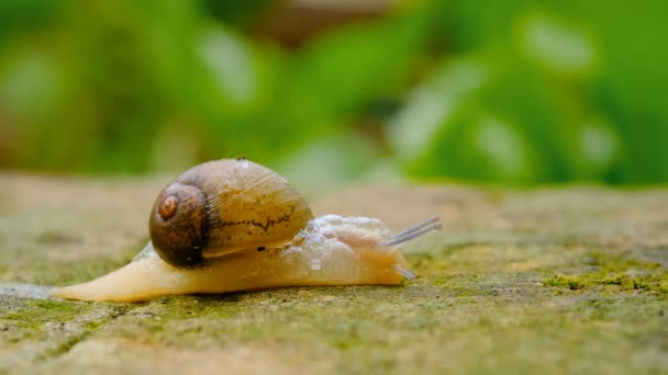 Wild Life Snail Crawling Rocky Habitat Ecosystem Macro Animal Spring — Stock Video