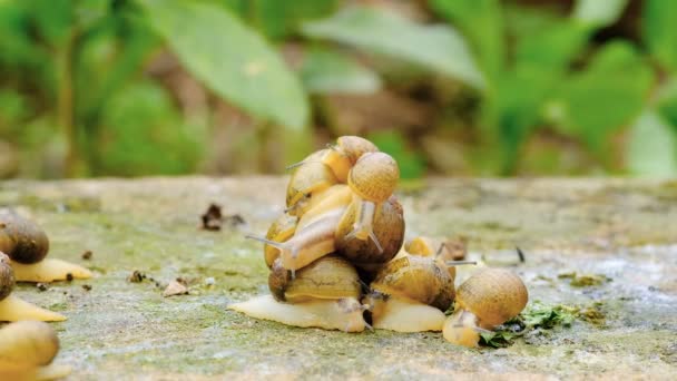 在岩石栖息地生态系统 大型动物 春季自然 生物上爬行的野生动物蜗牛 — 图库视频影像