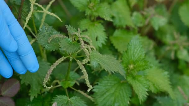 Αγρότης Συλλέγουν Nettles Φύλλα Φυτών Ακατέργαστο Οικοσύστημα Τομέα Φυτικά Φάρμακα — Αρχείο Βίντεο