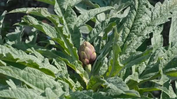 Tarımsal Tarım Alanında Yabani Enginar Sebze Manzarası Sağlıklı Besin Ekimi — Stok video