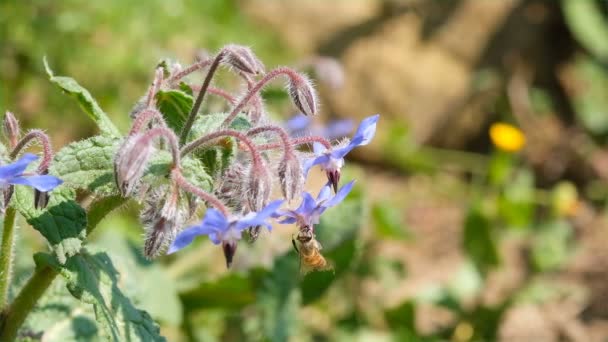 Makro Ansicht Der Honigbiene Bestäubt Frühling Officinalis Borretsch Blumen Pflanze — Stockvideo